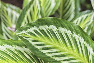 Variegated leaves of a tropical plant. texture