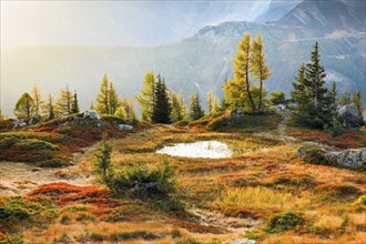 Autumn-coloured vegetation in the Valais Alps, Canton Valais, Switzerland, Europe