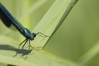 Banded demoiselle damselfly (Calopteryx splendens) adult male insect resting on a reed leaf in the