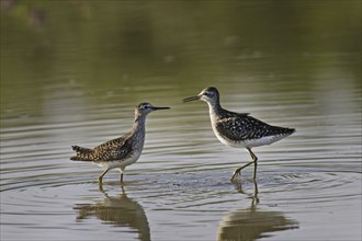 Wood sandpiper, Tringa glareola, wood sandpiper