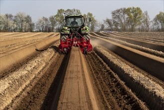 A farmer builds asparagus ridges on a field with the help of an asparagus tiller, in which the