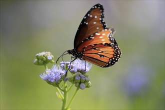 Monarch butterfly (Danaus plexippus), adult, on flower, foraging, Sonora Desert, Arizona, North