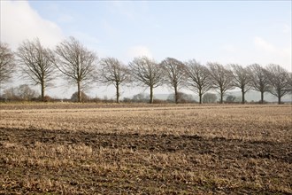 A line of leafless winter trees on field boundary, near Wroughton, Wiltshire, England, UK