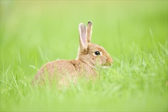 Domesticated rabbit (Oryctolagus cuniculus forma domestica) sitting on a meadow, Bavaria, Germany,