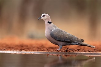 Red-eyed dove (Streptopelia semitorquata), Red-eyed Dove adult, at the water, Kruger National Park,