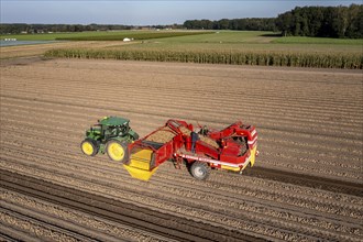 Potato harvesting, so-called split harvesting method, first the tubers are taken out of the ground