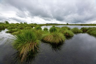 The High Fens, Brackvenn, raised bog in Wallonia, Belgium, on the border with Germany, Europe