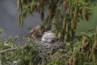 Common kestrel (Falco tinnunculus), female adult bird, bringing a mouse to the nest of young birds