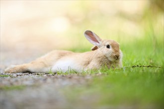 Domesticated rabbit (Oryctolagus cuniculus forma domestica) lying on the ground, Bavaria, Germany,