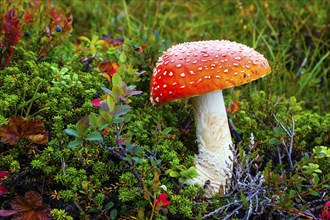 Fly agaric (Amanita muscaria), poisonous mushroom, Celle, Lower Saxony, Federal Republic of Germany