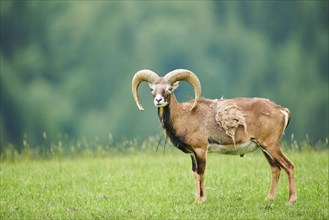 European mouflon (Ovis aries musimon) ram standing on a meadow, tirol, Kitzbühel, Wildpark Aurach,