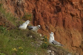 Northern fulmar (Fulmarus glacialis) three adult birds on a cliff, England, United Kingdom, Europe