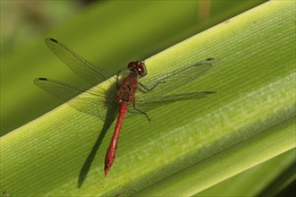 Common darter dragonfly (Sympetrum striolatum) adult male insect resting on a garden plant leaf,