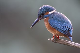 Common kingfisher (Alcedo atthis), Emsland, Lower Saxony, Germany, Europe