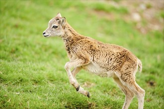 European mouflon (Ovis aries musimon) running standing on a meadow, tirol, Kitzbühel, Wildpark