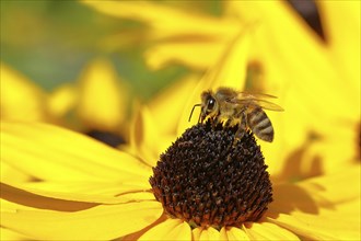 European honey bee (Apis mellifera), collecting nectar from a yellow coneflower (Echinacea