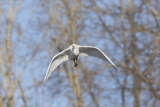 Great egret (Ardea alba) in flight in the sky, Bas-Rhin, Alsace, Grand Est, France, Europe