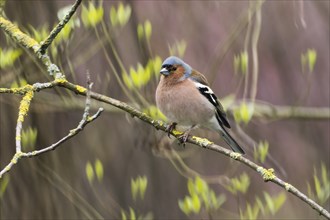 A common chaffinch (Fringilla coelebs) sitting on a branch, young leaves in the background, Hesse,