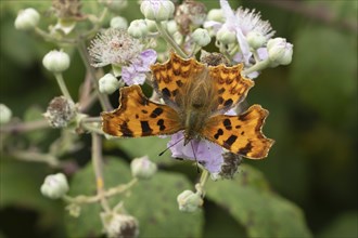 Comma butterfly (Polygonia c-album) adult insect feeding on Bramble flowers in a woodland, Suffolk,