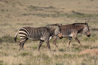 Cape Mountain Zebra (Equus zebra zebra), adult, running, foraging, Mountain Zebra National Park,