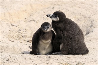 African penguin (Spheniscus demersus), two juveniles, Boulders Beach, Simonstown, Western Cape,