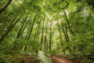 Beech forest at the Felsenmeer in Hemer, Sauerland, nature reserve, North Rhine-Westphalia,