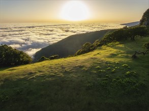 Aerial view of sunrise above clouds and green hills at Fanal mountain, Madeira island, Portugal,