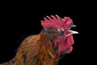 Crowing rooster (Gallus) on a black background, Bavaria, Germany, Europe