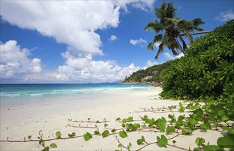 La Digue, Palm tree beach, Seychelles, Indian Ocean, Palm trees, La Digue, Indian Ocean,