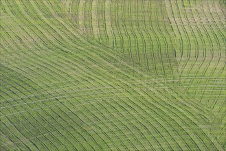 Traces on a cultivated area, Crete Senesi, Province of Siena, Tuscany, Italy, Europe