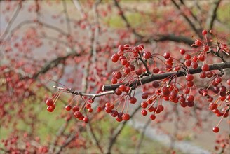 Shrub apple (Malus toringo var. sargentii), Spreeauenpark, Cottbus, Brandenburg, Germany, Europe