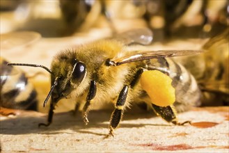 Honey bee, (Apis), beehive, Lower Saxony, Federal Republic of Germany