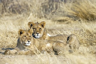 Two female Kalahari lions resting, Panthera leo vernayi), Kalahari, South Africa, Africa