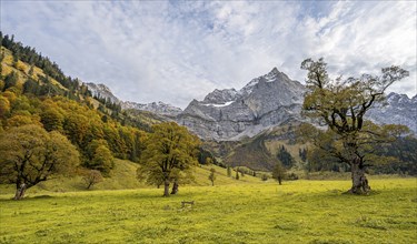 Maple tree with autumn leaves, autumn landscape in RiÃŸtal with Spritzkarspitze, GroÃŸer