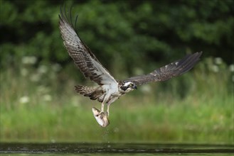 Western osprey (Pandion haliaetus) hunting, Aviemore, Scotland, Great Britain