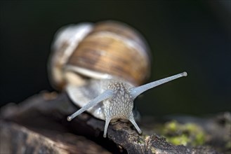 Burgundy snail (Helix pomatia) crawling over dead wood, Hesse, Germany, Europe