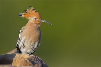 Hoopoe, (Upupa epops), on a perch, family Hoopoes, early raptors, Hides de El Taray / Lesser