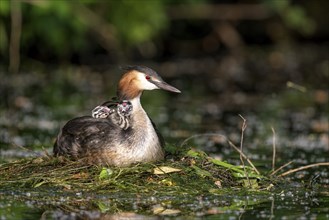 HHooded grebe (Podiceps cristatus), adult bird and chicks at the nest, Krickenbecker Seen, North