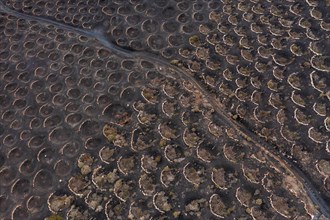 Grapevines growing in black volcanic soil in protected enclosed pits, La Geria, Lanzarote, Canary