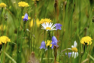 Flowering marguerite (Leucanthemum), colourful flowers and grasses in a wild, natural flower