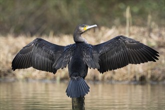 Great cormorant (Phalacrocorax carbo), standing on a wooden pole in the water, wings drying, rear