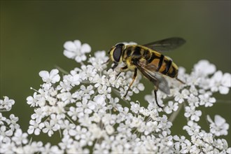 Common cone hoverfly (Myathropa floria), Emsland, Lower Saxony, Germany, Europe