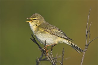 Willow warbler (Phylloscopus trochilus), Heligoland, Erpolzheim, Rhineland-Palatinate, Federal