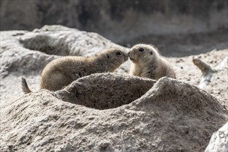 Prairie dogs (Cynomys ludovicianus), Emmen Zoo, Netherlands