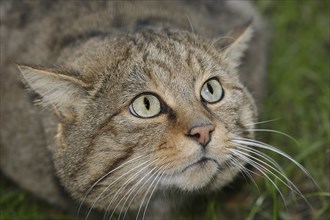 European wildcat (Felis silvestris silvestris), portrait, captive, North Rhine-Westphalia, Germany,