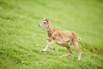 European mouflon (Ovis aries musimon) running standing on a meadow, tirol, Kitzbühel, Wildpark