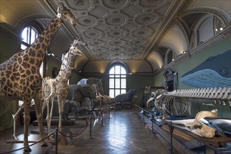 Department of Zoology, Natural History Museum, opened in 1889, Vienna, Austria, Europe