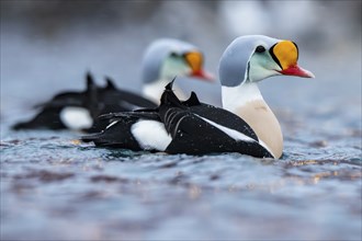 King eider (Somateria spectabilis), male, Batsfjord, Batsfjord, Varanger Peninsula, Finnmark,