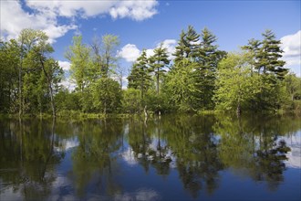 Deciduous and evergreen trees reflected on calm water surface of the Des Mille-Iles River in