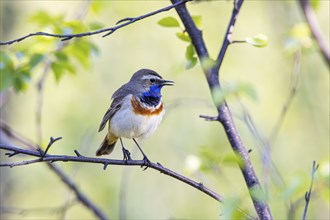 Red-throated Bluethroat or Tundra Bluethroat (Luscinia svecica), adult male sitting on a branch,